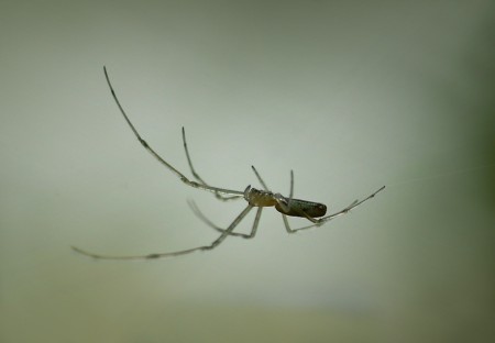 Tetragnatha extensa
